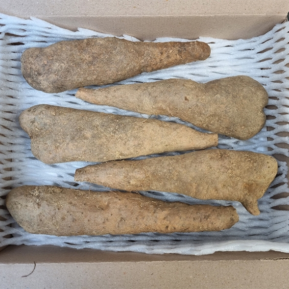 [만원의 행복] 비옥한 흙에서 비롯된 신선한 산마,장마(푸)