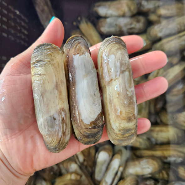 홍지수산 남해안 대표 맛조개 가리맛  1kg 30-40미