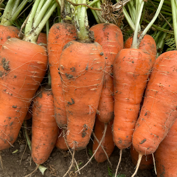 [만원의 행복] 달큰하고 아삭한 국내산 흙당근
