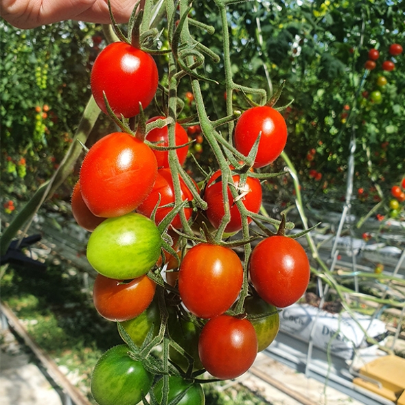 [오아최고] 스테비아 방울 토마토 500g 1팩 2팩 3팩 4팩