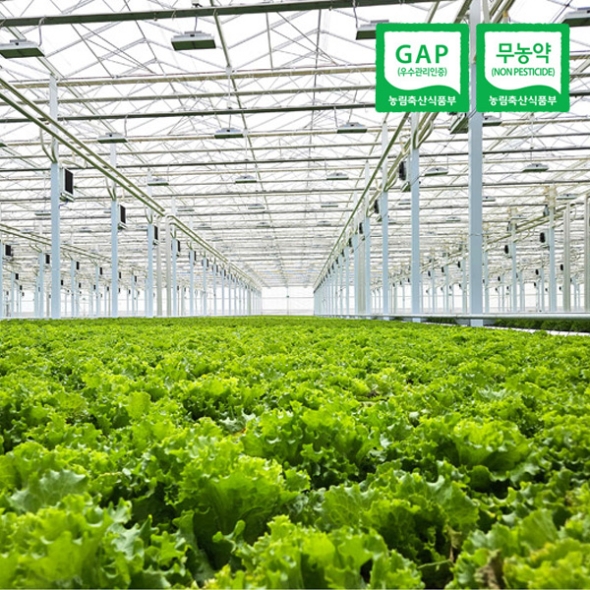 [자연속애] GAP 무농약 유러피안 샐러드 800g/1kg (3~6종/랜덤) 당일수확출고