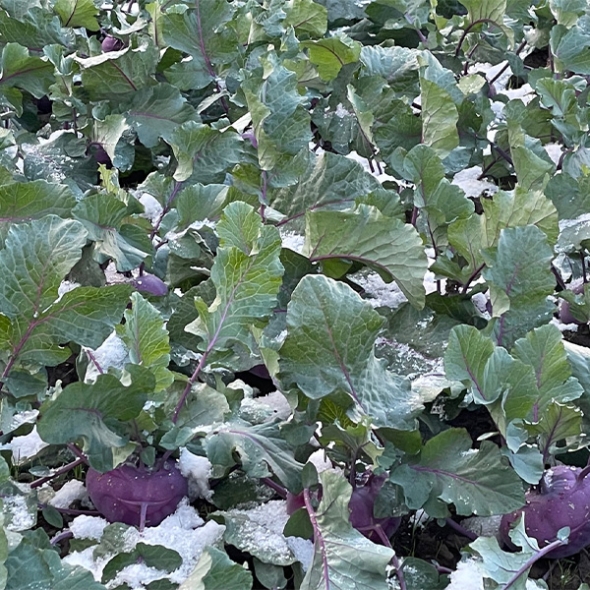 제주도 프리미엄 콜라비(푸)