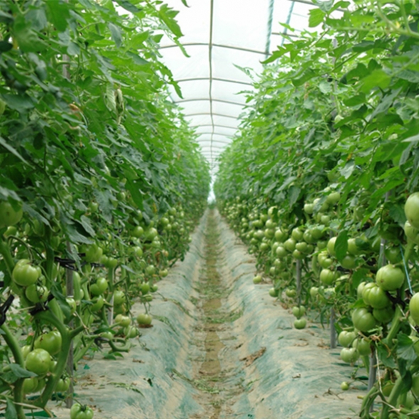 [만원의 행복] [토마최고] 완숙 토마토 레드푸드 달콤한 토마토 쥬스용 1~4번과 택