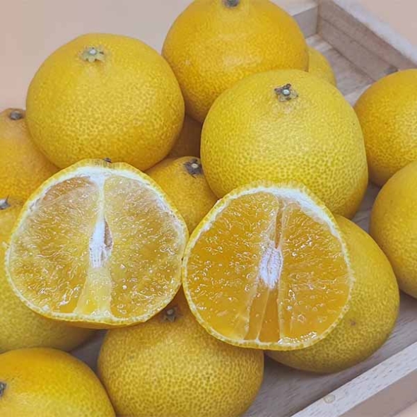 제주 황금향 1kg~4.5kg (산)