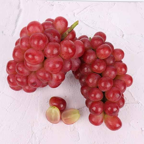 (최켓) 써니돌체 500g~2kg