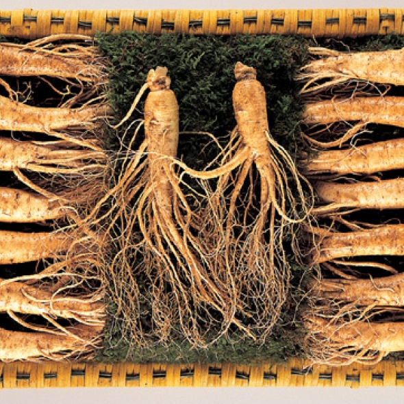 [名品] 금산인삼 선물용 포장 수삼세트(1300g)(12~14뿌리)