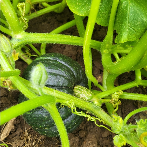 [오커캄스] 국내산 제주 보우짱 밤호박 1~5kg
