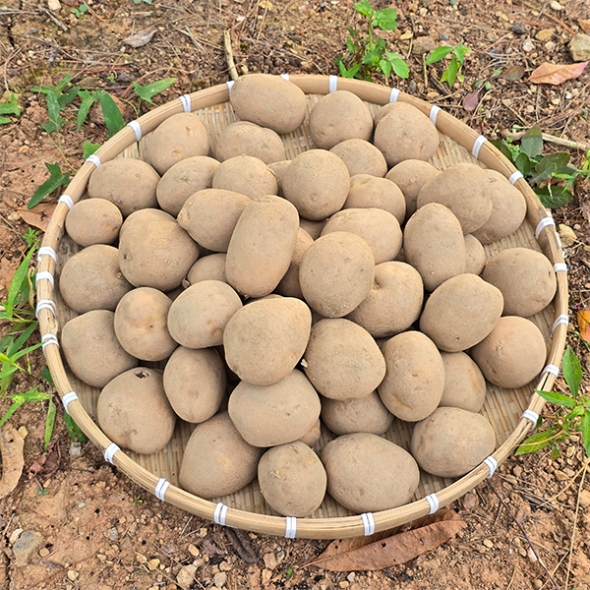 [만원의 행복] 흙속의보석 수미 감자