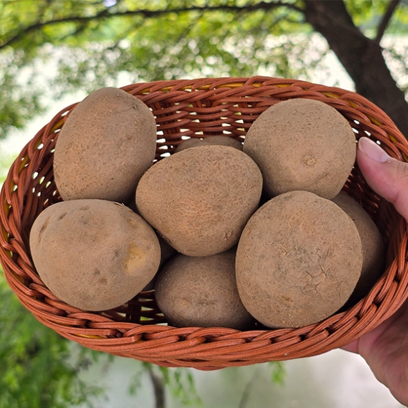 [신한카드 할인] 흙속의보석 수미 감자
