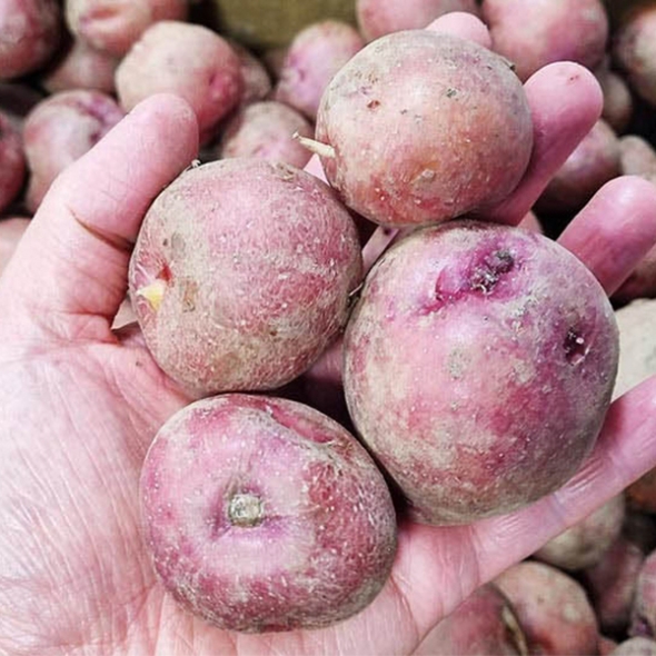 [오커브팜] 카스테라 홍감자 빨간 감자 1.5kg 3kg 5kg