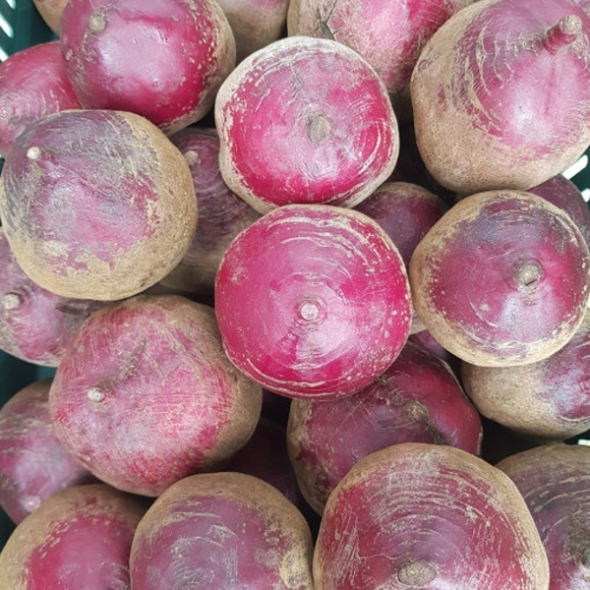 [제주] 정품 제주 비트 [2kg-10kg]
