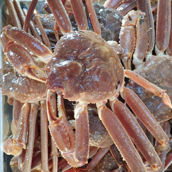 러시아 활대게 1kg, 3kg, 5kg 스노우크랩 대게 