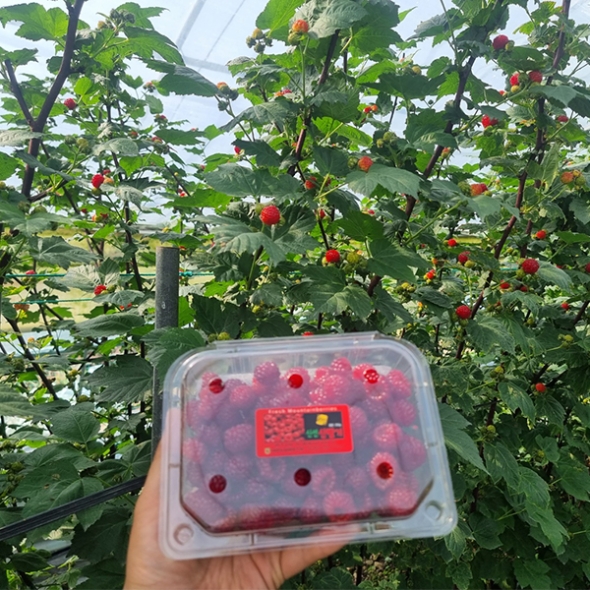  [오커최고] 톡톡 산딸기 생과 산딸기 250g