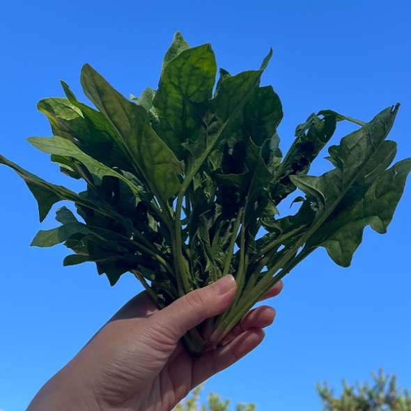 [만원의 행복] 포항 영해초 시금치