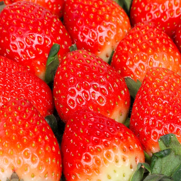 심심상인 산지직송 논산 설향 딸기 특품 750g(20-30구)