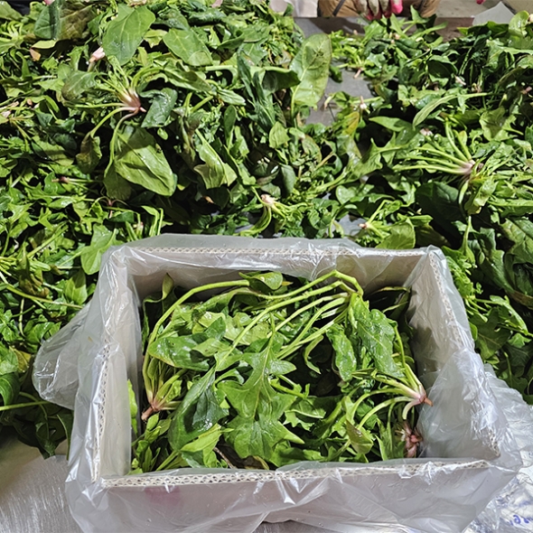 [만원의 행복] 남해의 선물  보물초 시금치(푸)