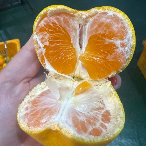 [농장직송] 제주 하우스 비가림감귤 [2.5kg-4.5kg]