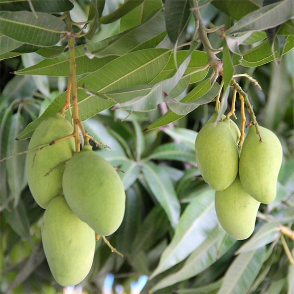 프리미엄 무지개망고(푸)