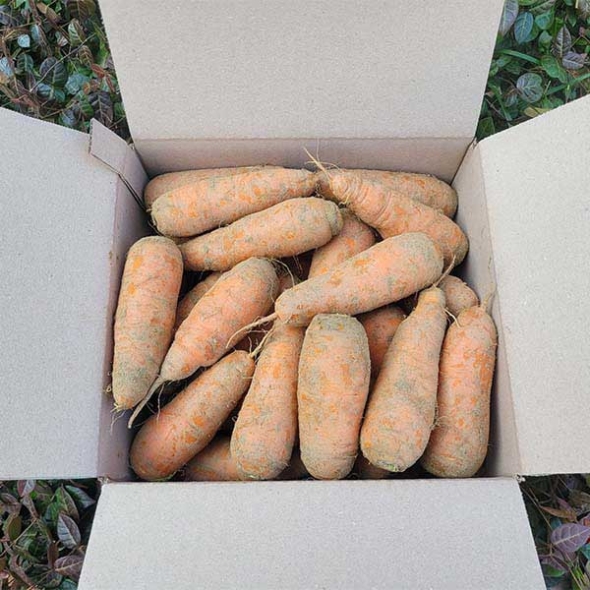 국내산 흙당근