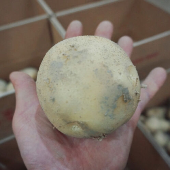 [25년_햇감자] 신선한 햇감자 3kg/5kg/10kg [소/중/특상]