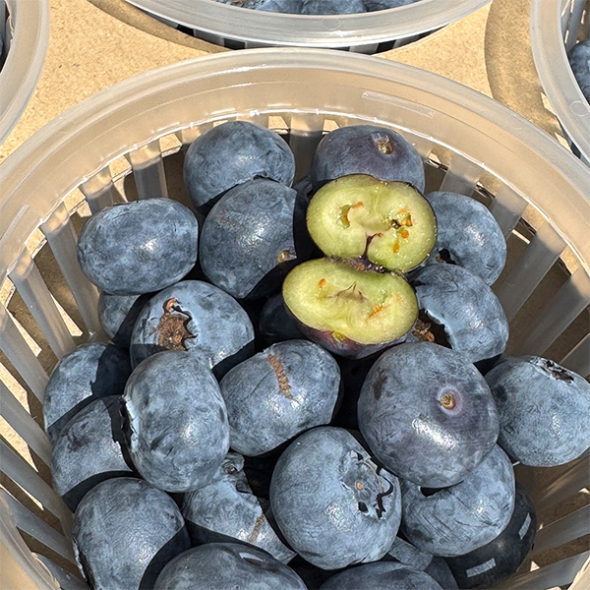 톡터지는 신선함 국내산 블루베리