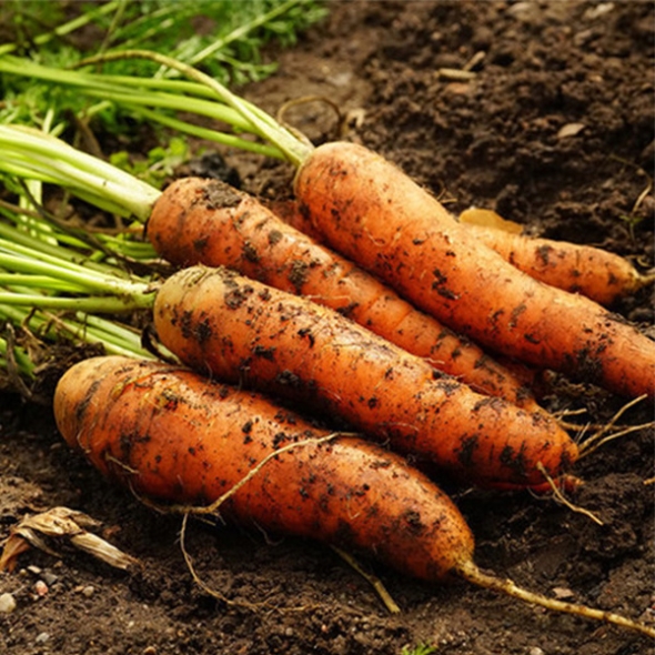 [농협] 한아름드린 흙당근 2kg/3kg/5kg/10kg(상)