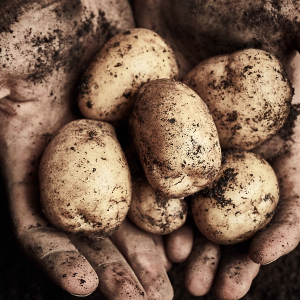 [신한카드 할인] [흙이음] 포슬포슬 고소한 국내산 감자