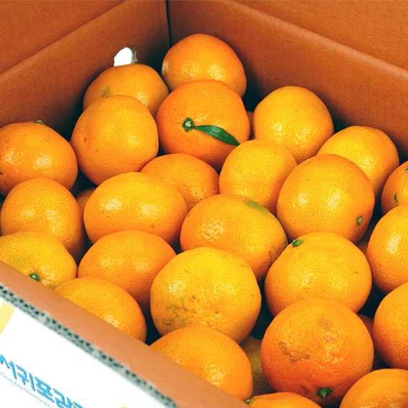 [제주향기] 탐나는 노지감귤 5kg(M-S/47-79과내)