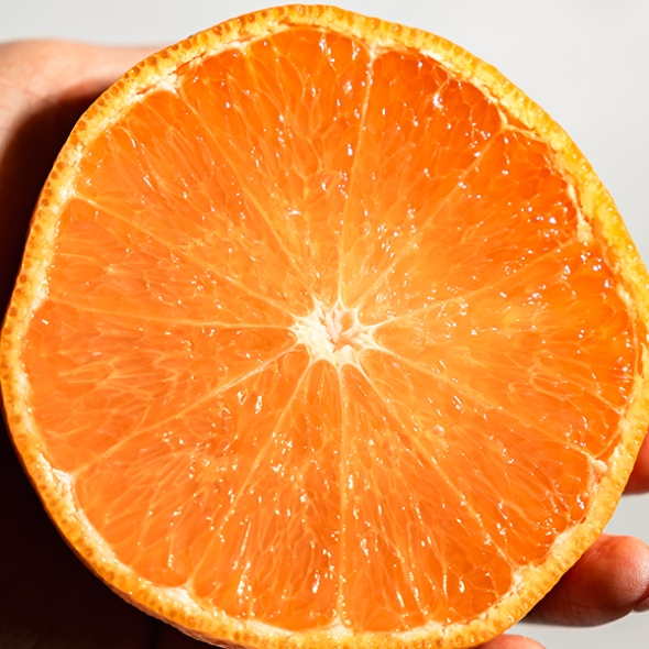 [오커마니] 제주 레드향 과즙 팡 하우스 레드향 일반포장