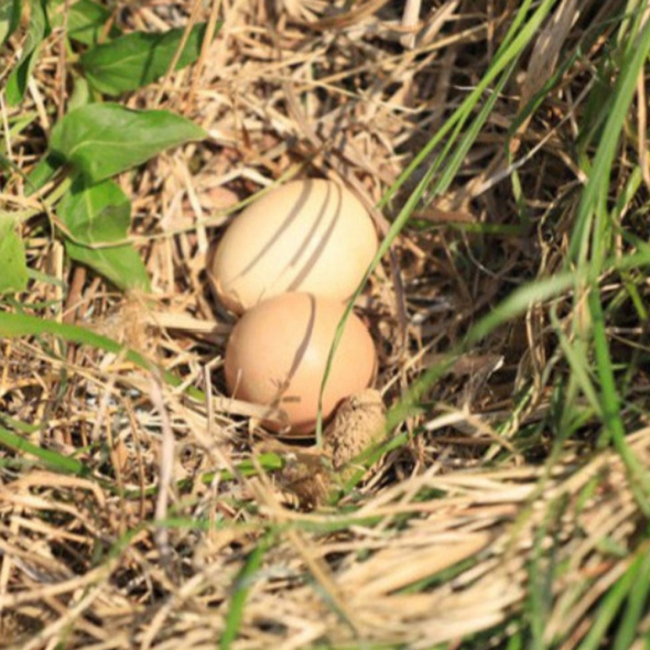 (난각번호 1번) 자연방사 방목 유정란 계란 달걀 30구 (52g이상 특란 무선별 배송) 계란