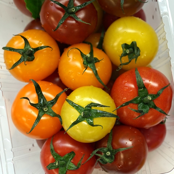 [GAP인증] 칵테일토마토 [1kg-2kg]