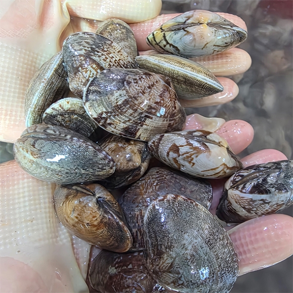 [보름데이] 자연산 남해  활  바지락(푸)