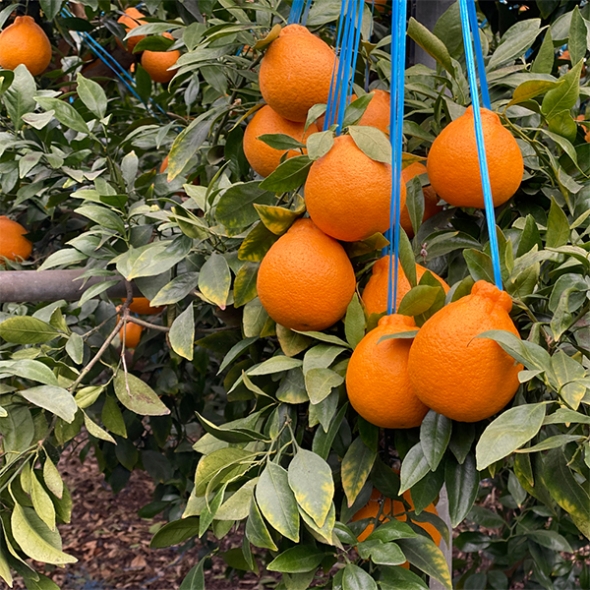 [보름데이] 프리미엄 고당도 한라봉(푸)