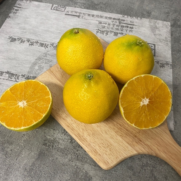 [신한카드 할인] [제주직송] 과즙이 풍부한 황금향