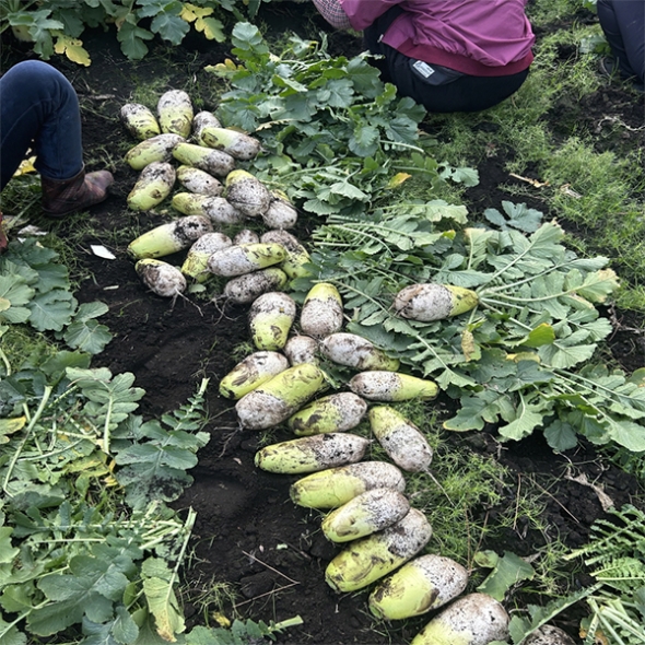 [주말특가] 겨울의 보물  제주 흙 월동무