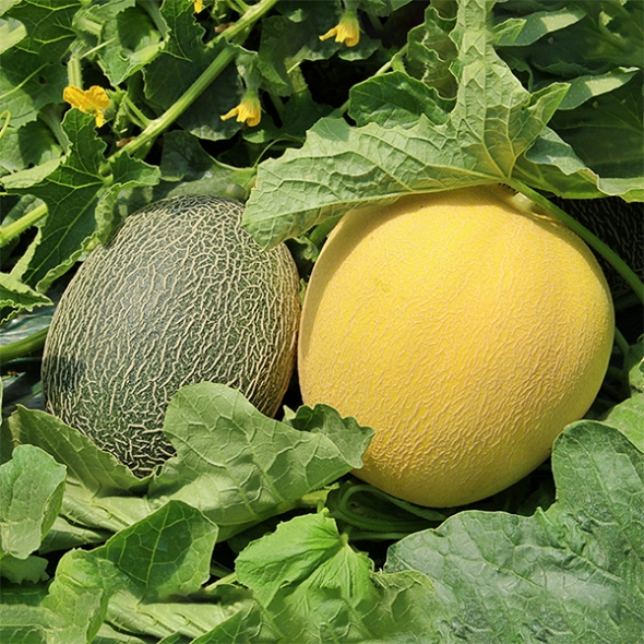 ★특가★ 달콤하고 아삭한 그린&골드 하미과 메론(푸)