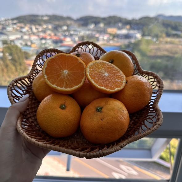 고당도 프리미엄 로얄과 노지감귤(유라조생/유라실생/타이백 등 고당도)