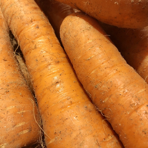 [농협] 한아름드린 흙당근 2kg/3kg/5kg/10kg(상)