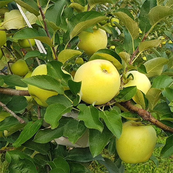 [보름데이] 고당도  특품 시나노골드(푸)