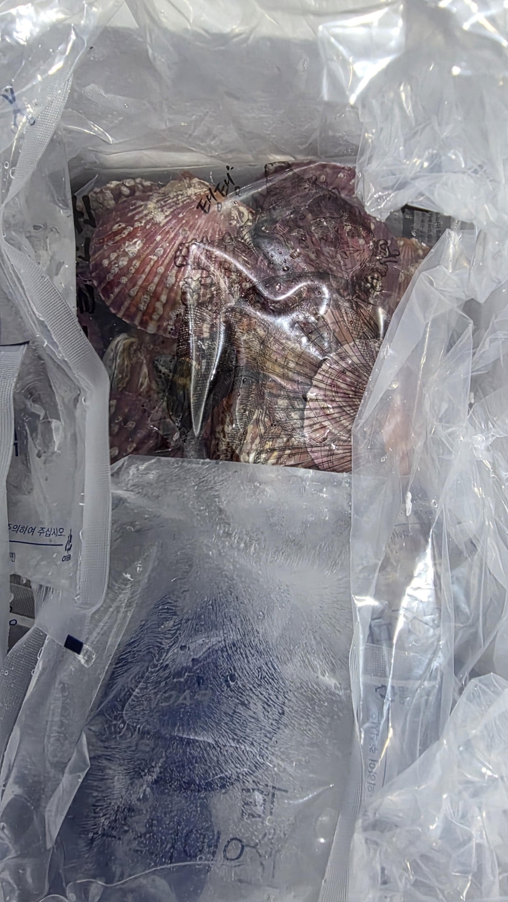 [水] 통영 비단 홍 가리비 2kg 3kg 제철 조개구이 