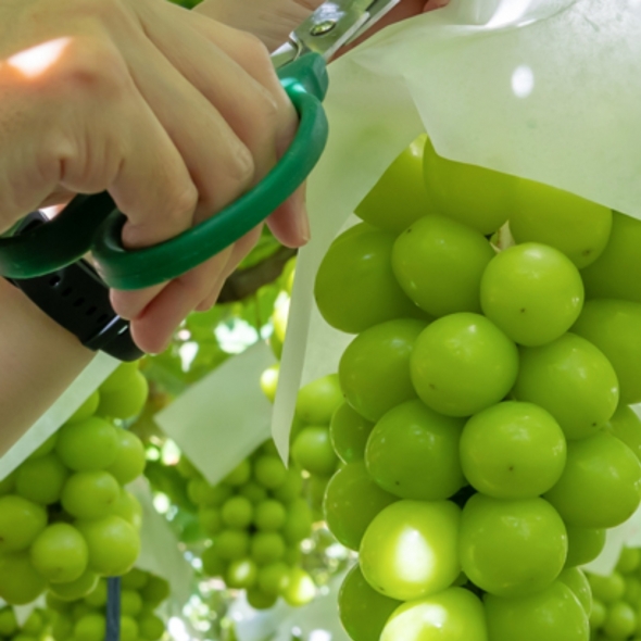 [부엌애] 당도선별 김천 프리미엄 샤인머스켓 1.3kg/2kg