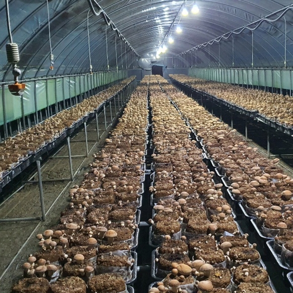 예산청년농부의 국내산 무농약 생표고버섯 1kg