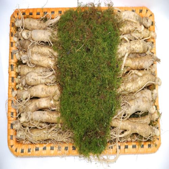 [名品] 금산인삼 선물용 포장수삼세트(600g)(14~19뿌리)