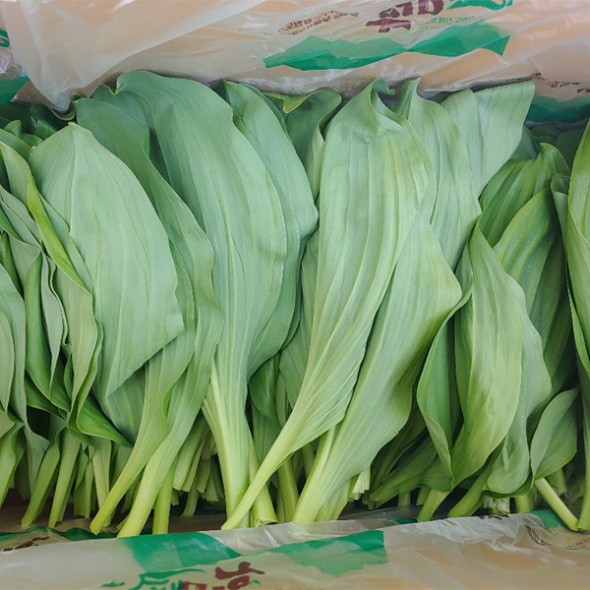 [보름데이] 활용도 높은  잎명이나물