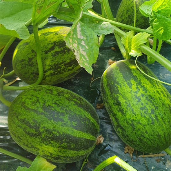 [오커최고] 파파야 메론 달콤한 멜론