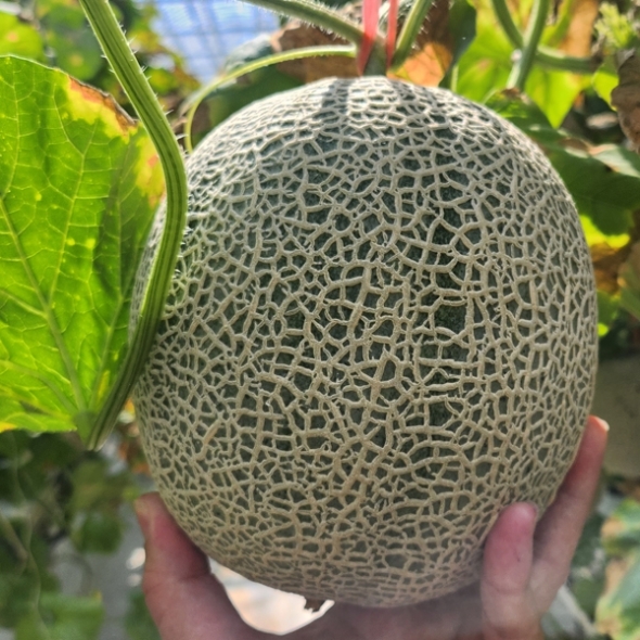 [보름데이] 부드럽고 달콤한 맛 머스크메론 1.8kg (1수)/8kg(3-5수)
