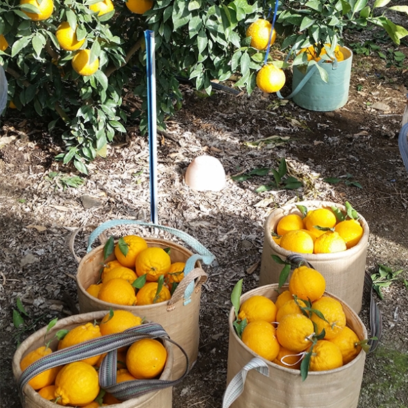 [오커캄스] 제주 한라봉 봉봉 한라봉 2kg 3kg 5kg