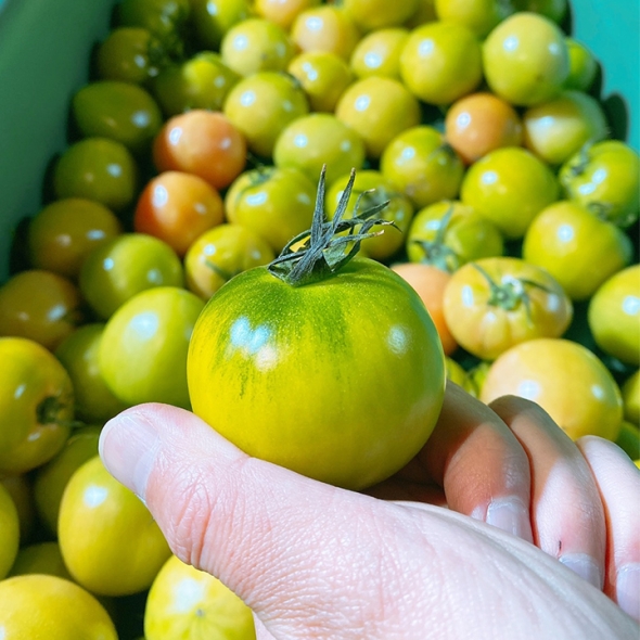 [명절전배송마감]진짜 부산 대저 짭짤이 토마토