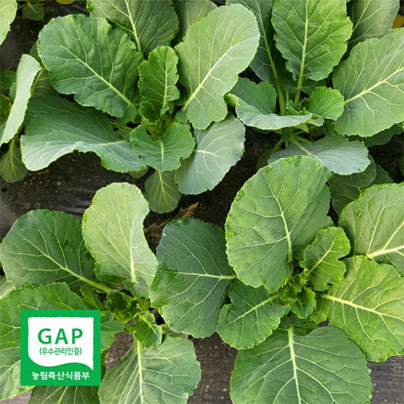 셰계적인 슈퍼푸드 케일(푸)