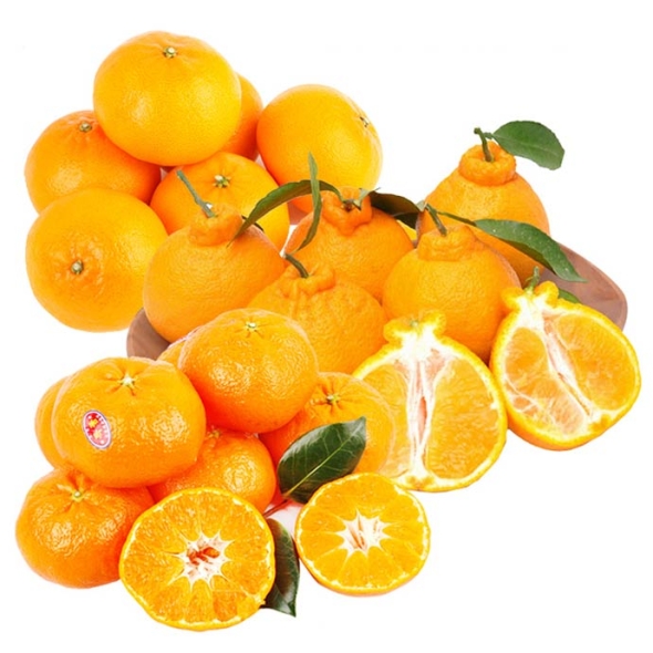 [명절특선] [제주향기] 탐나는 한라봉/천혜향/레드향 혼합/묶음세트 상품전(20품목)